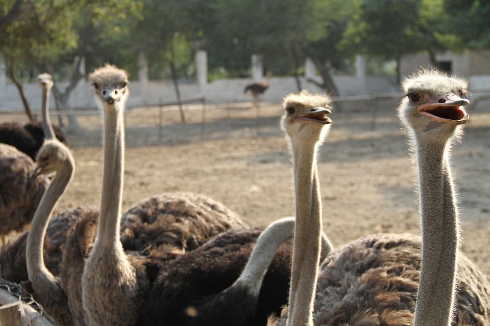 Edgewood Ostrich Cull – Secwepemc Nation